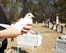 How much is it to release doves at a funeral Dove Releases And Displays A Dove S Nest